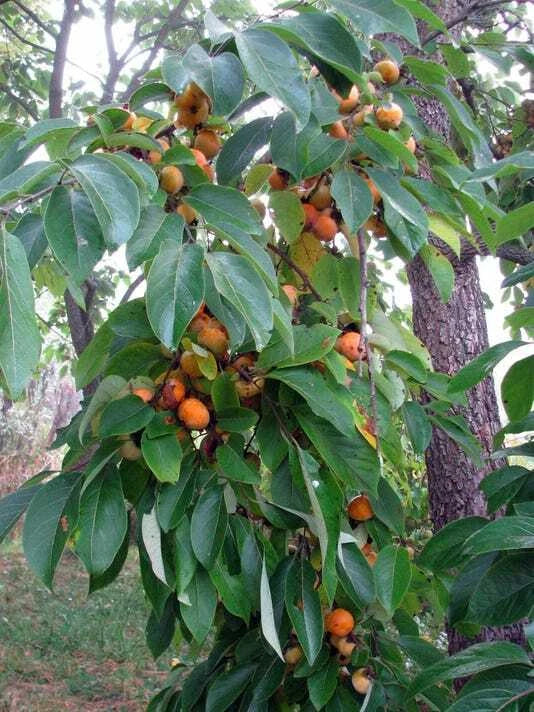 American Persimmon Tree 6" Saplings 2 Pack Diospyros Virginiana Live Edible Fruit Seedlings