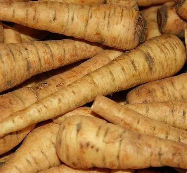 Harris Early Model Parsnip Seeds - 200+ Non-GMO Seeds for Vegetable Garden (Pastinaca sativa)