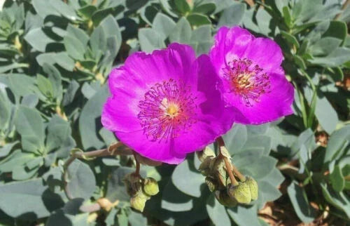5 x Calandrinia Spectabilis Cuttings - 3" Unrooted Rock Purslane - Succulent Plant Propagation for Garden & Indoor Decor