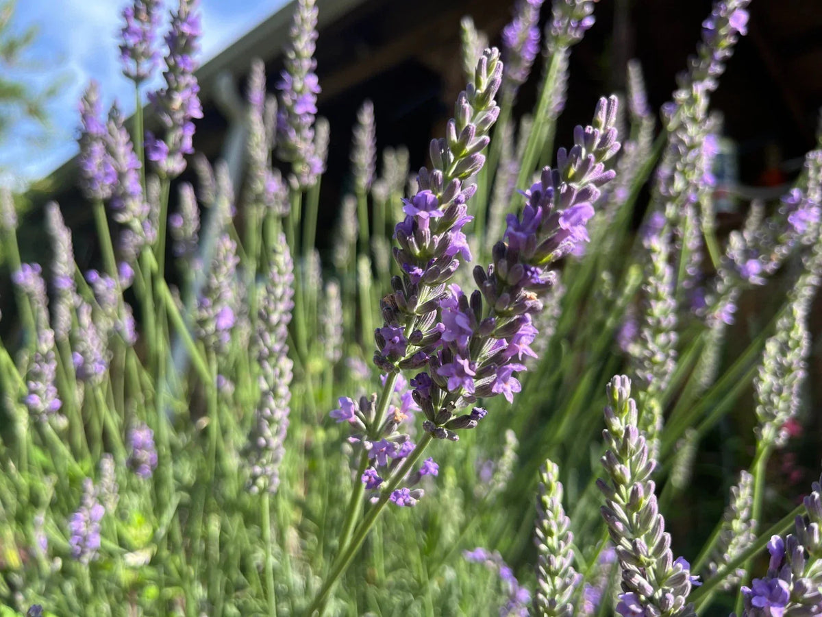 Fragrant Lavender Starter Plant - 4-Inch Pot - Sensational Variety - Lavandula angustifolia - Perfect for Gardens & Gifts