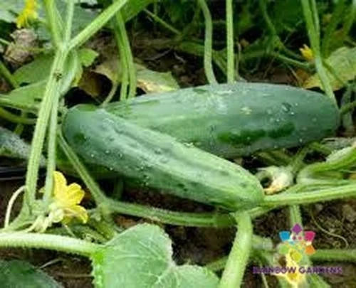 Marketmore Cucumber Seeds 25+ Heirloom Cucumis sativus for Garden Planting - Non-GMO Vegetable Seeds - USA