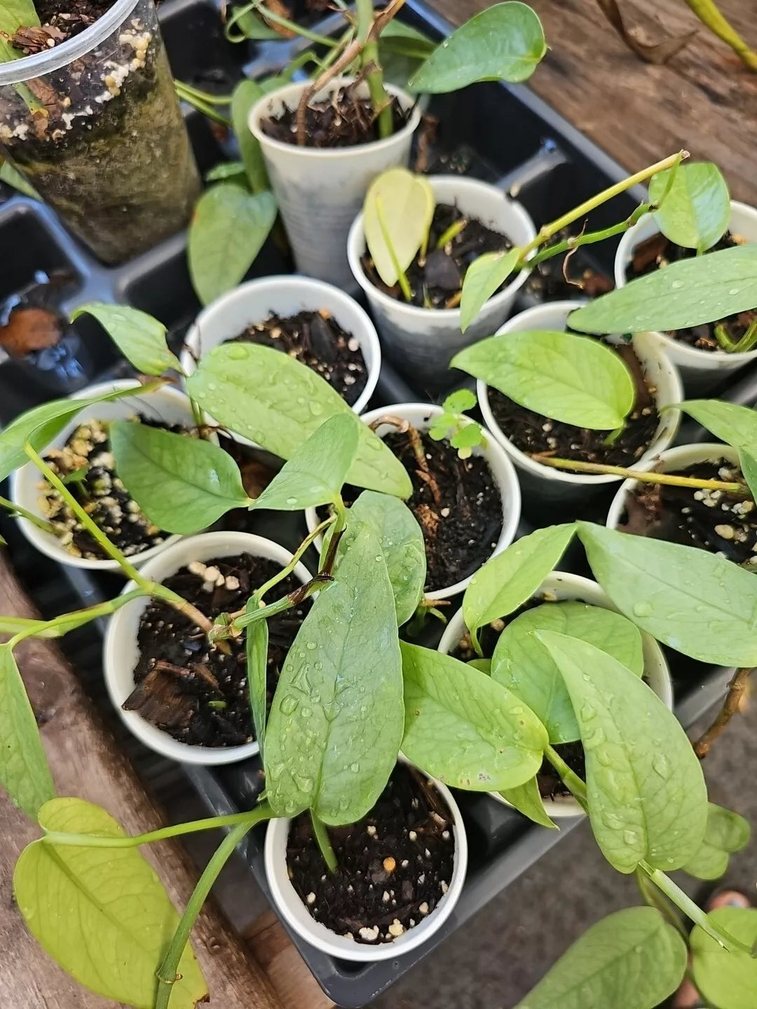 Cebu Blue Pothos Starter Plant 2.5" Pot - Epipremnum Pinnatum Indoor Houseplant with Unique Blue-Green Foliage