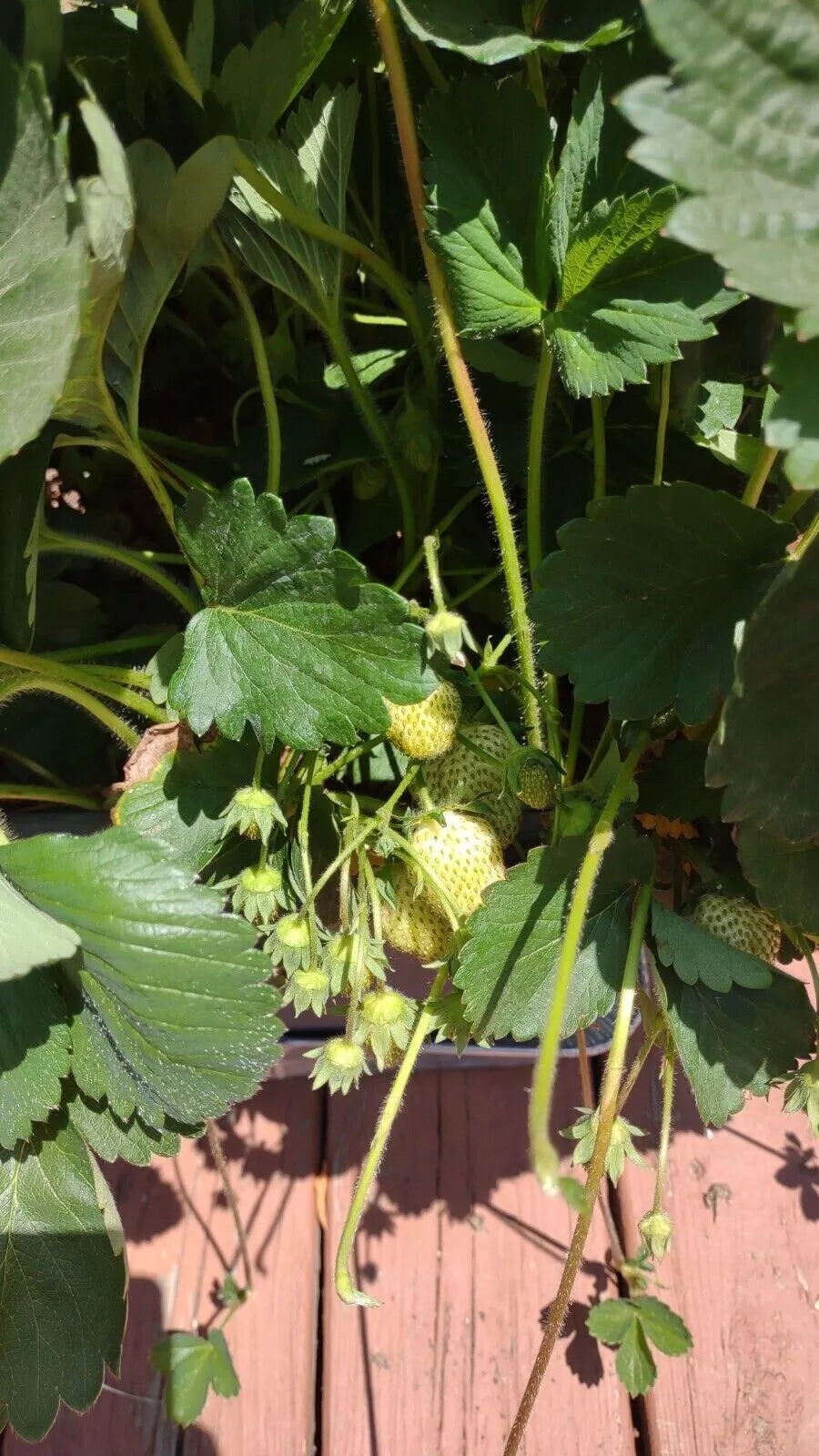 Ozark Everbearing Strawberry Plants 6-Pack Bare Root Fragaria × ananassa Large Sweet Fruit Live Outdoor Garden