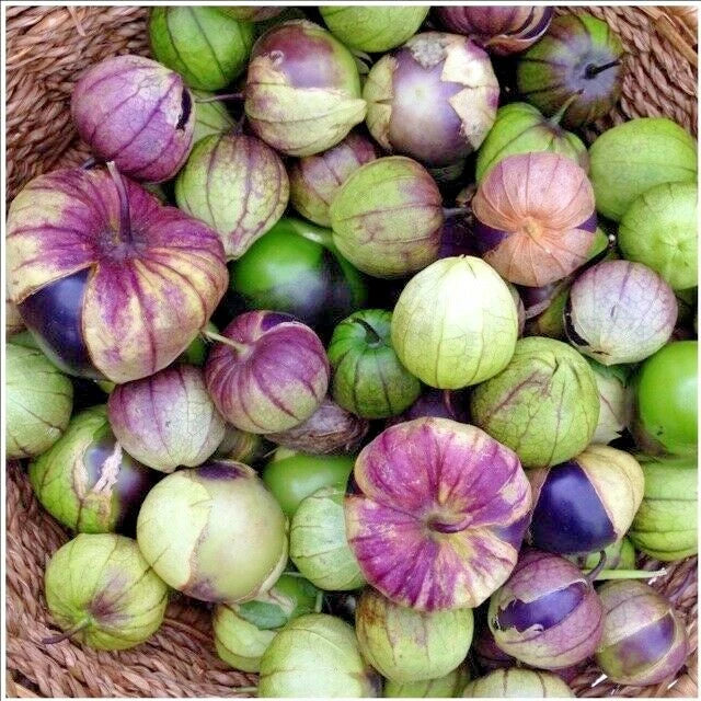 Organic Purple De Milpa Tomatillo Seeds - 50+ Pack - Non-GMO Vegetable for Container Gardening - Physalis ixocarpa