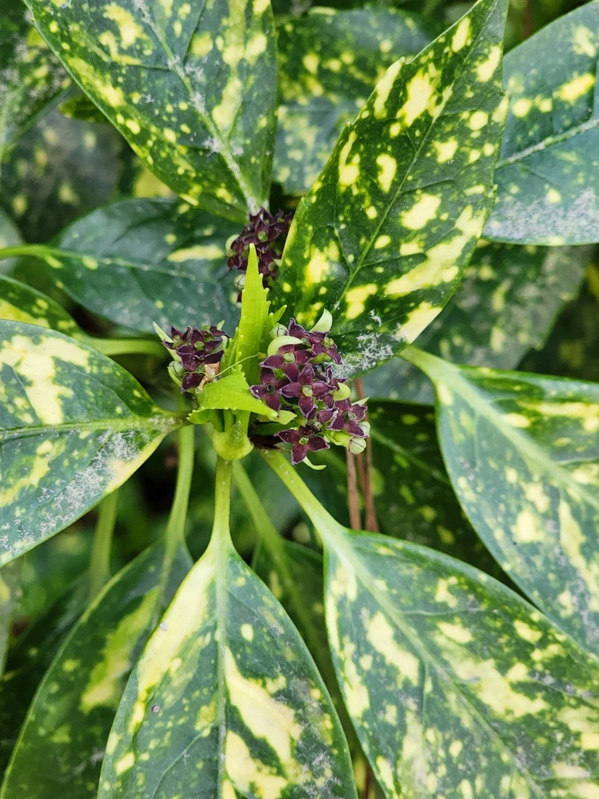 Gold Dust Aucuba Live Plant Bare Root - Aucuba japonica 'Variegata' - Hardy Indoor/Outdoor Shade Plant with Unique Gold-Spotted Leaves