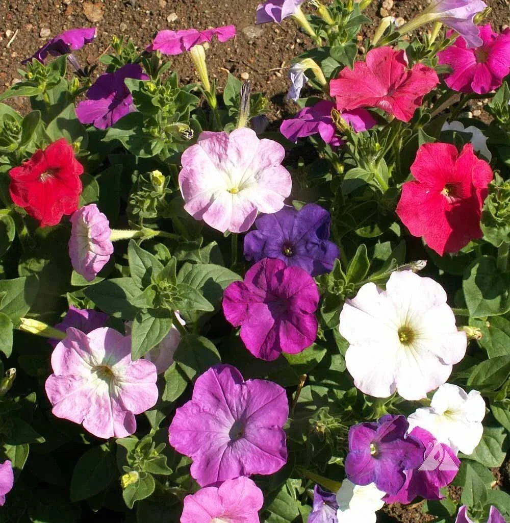 Dwarf Petunia Mix Seeds - Multicolor Compact Variety - Petunia x hybrida - Easy to Grow for Containers & Gardens