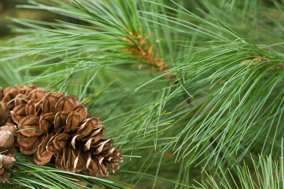 White Pine Tree Live Plant 12+ Inches Bare Root Pinus Strobus - Lush Green Needles for Gardens & Landscapes