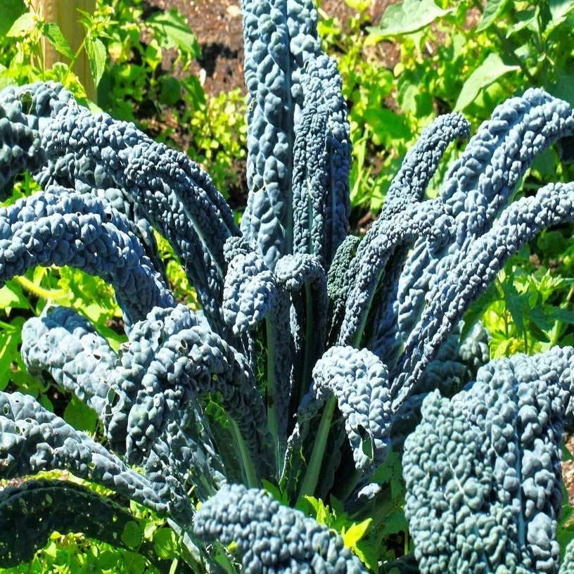 Nero di Toscana Kale Seeds - 100 Pack - Heirloom Black Palm Italian Variety - Brassica oleracea var. sabellica