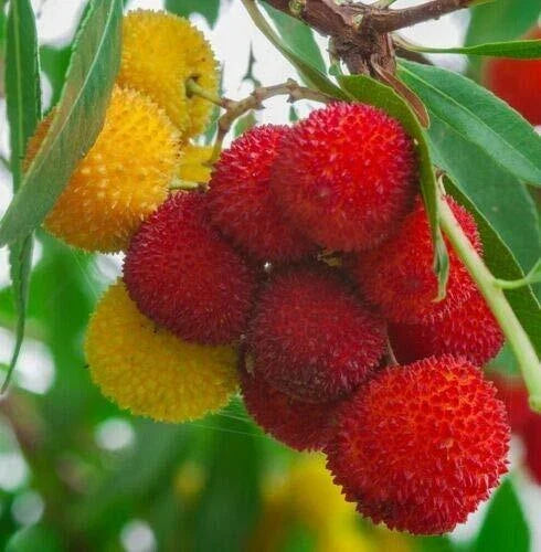 Strawberry Tree Seeds - 1 Pack Rare Exotic Fruit, Arbutus Unedo, Flowering Plant, Edible Landscape