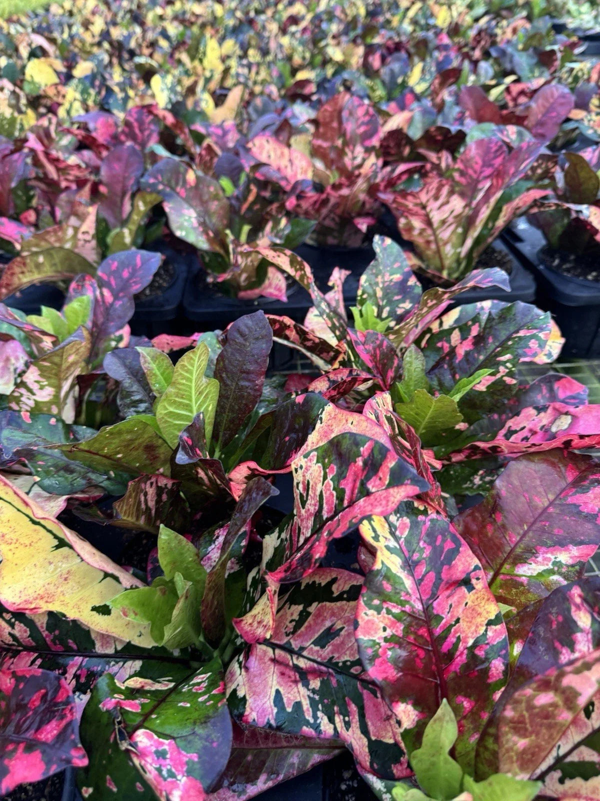 4 Live Outdoor Plants 4” Assorted Varieties for Gardens & Patios - Ideal for Landscape Design - Various Scientific Names