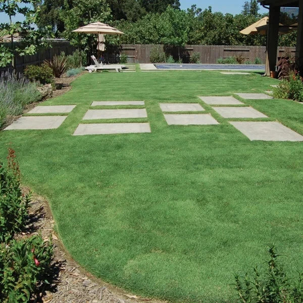 Buffalo Grass Seed 1 oz Drought Resistant Low Maintenance Turf Bouteloua dactyloides