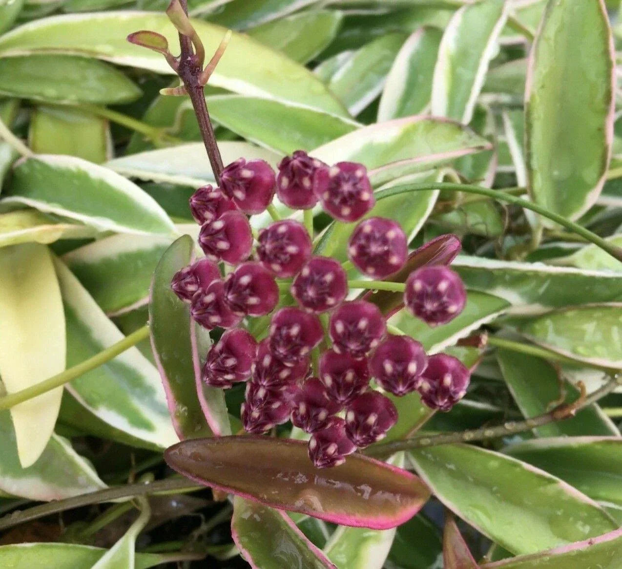 Hoya Wayetii 'Lori Lyn' Rooted Plant in 2.5" Pot - Exotic Trailing Houseplant, Indoor Decor, Hoya wayetii