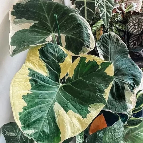 Variegated Colocasia Live Plant 6-15" - Elephant Ear Variegated - Colocasia Xanthosoma - No Pot