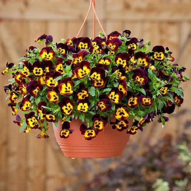 15 Pansy Seeds - Cool Wave Fire Trailing Pansy - Viola × wittrockiana - Vibrant Orange and Yellow Blooms for Hanging Baskets