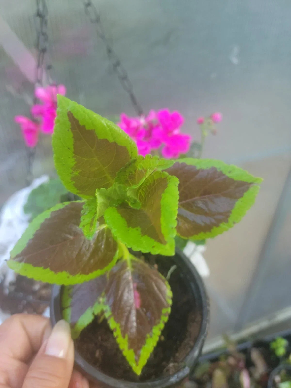 Coleus Plant 4" Pot Colorful Foliage Plectranthus scutellarioides Vibrant Indoor/Outdoor Starter Plant