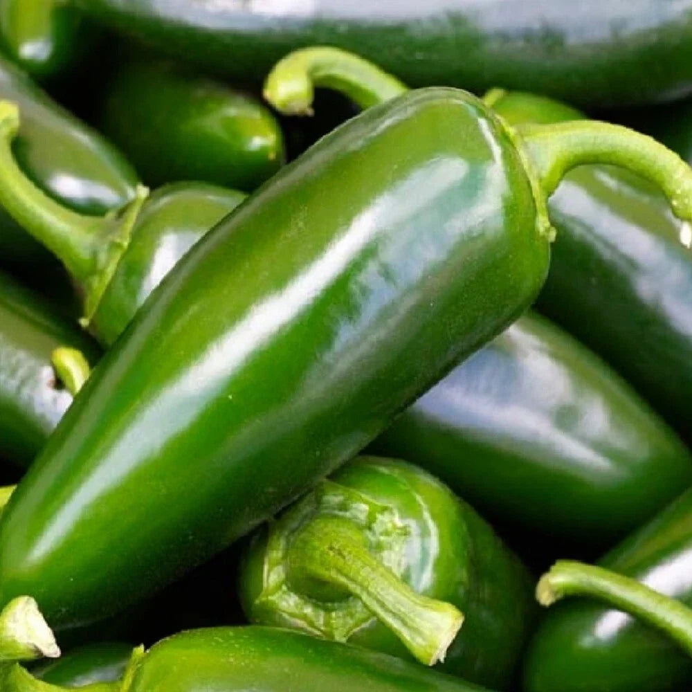 Tam Jalapeno Pepper Seeds | 25 Non-GMO Heirloom Seeds | Spicy Green Peppers | Capsicum annuum