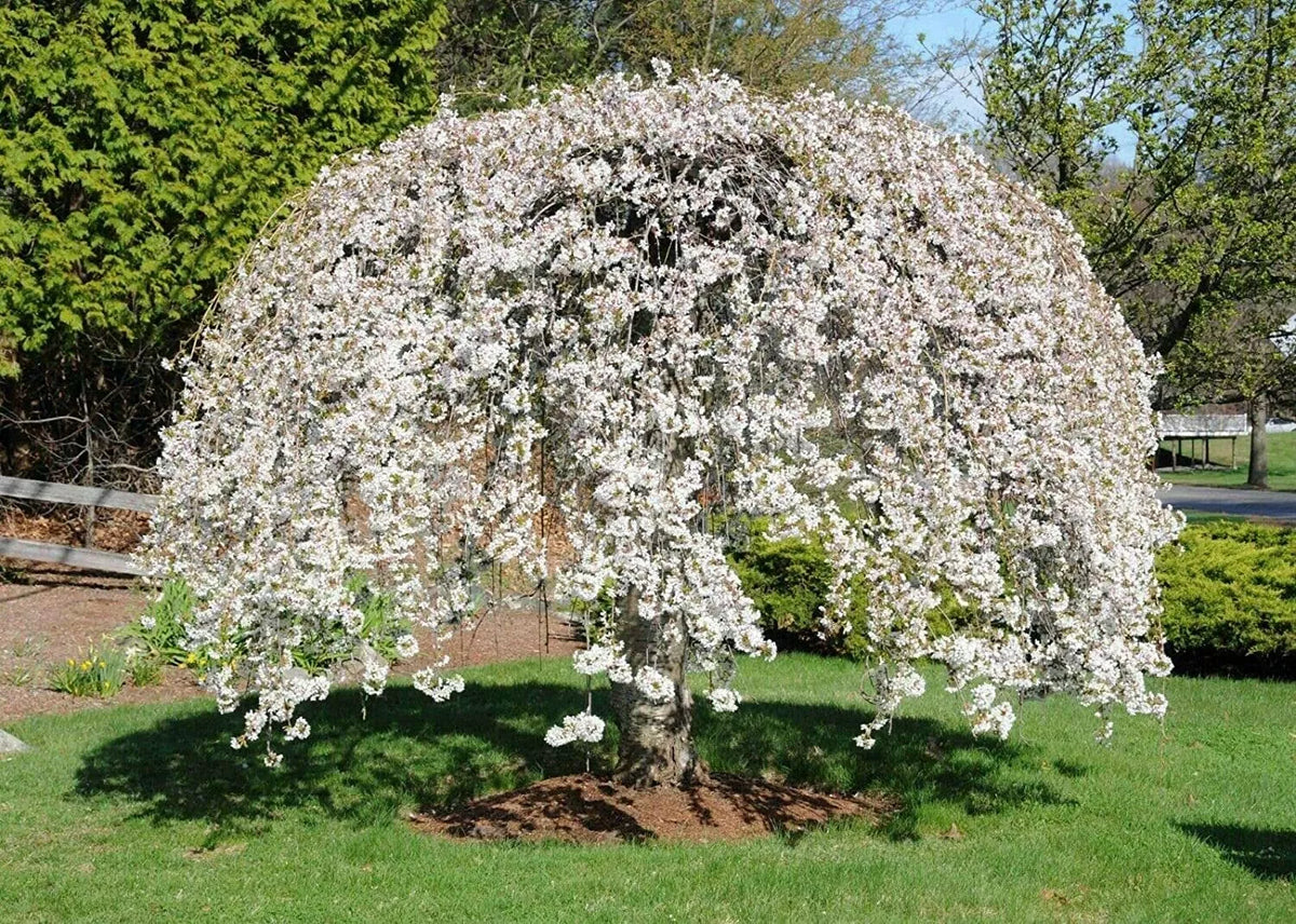 Weeping Yoshino Cherry Tree 24-36 IN Live Plant Prunus x yedoensis 'Shidare Yoshino' Bare Root Well-Rooted for Gardens