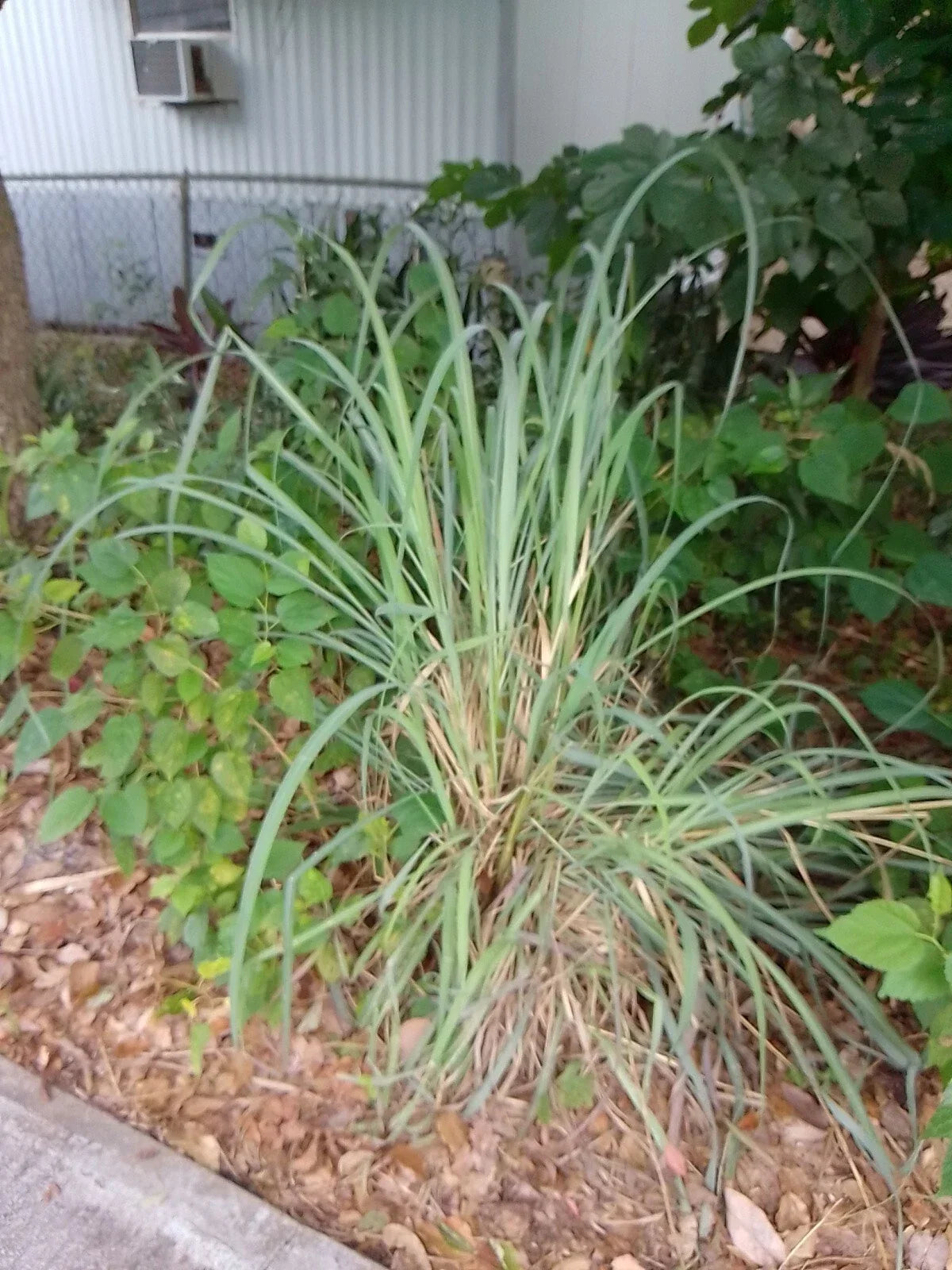 Live Lemongrass Stalks - 7 Healthy Herb Plants for Tea - Cymbopogon citratus - Bug Resistant, Easy to Grow, Culinary Use