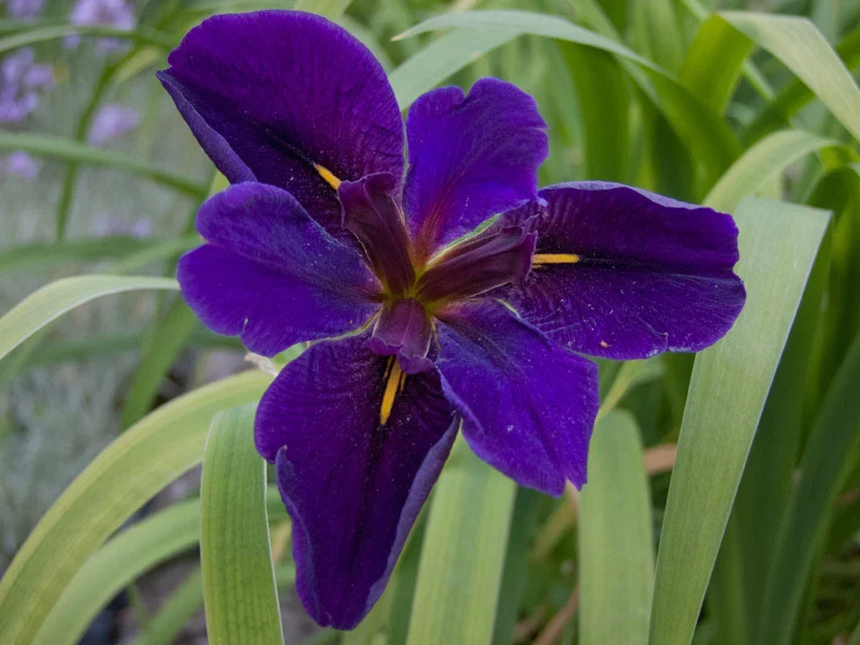 Cold Hardy Louisiana Black Gamecock Iris - Aquatic Pond Plant - Iris hexagona - Deep Black-Purple Blooms - Buy 2 Get 1 Free