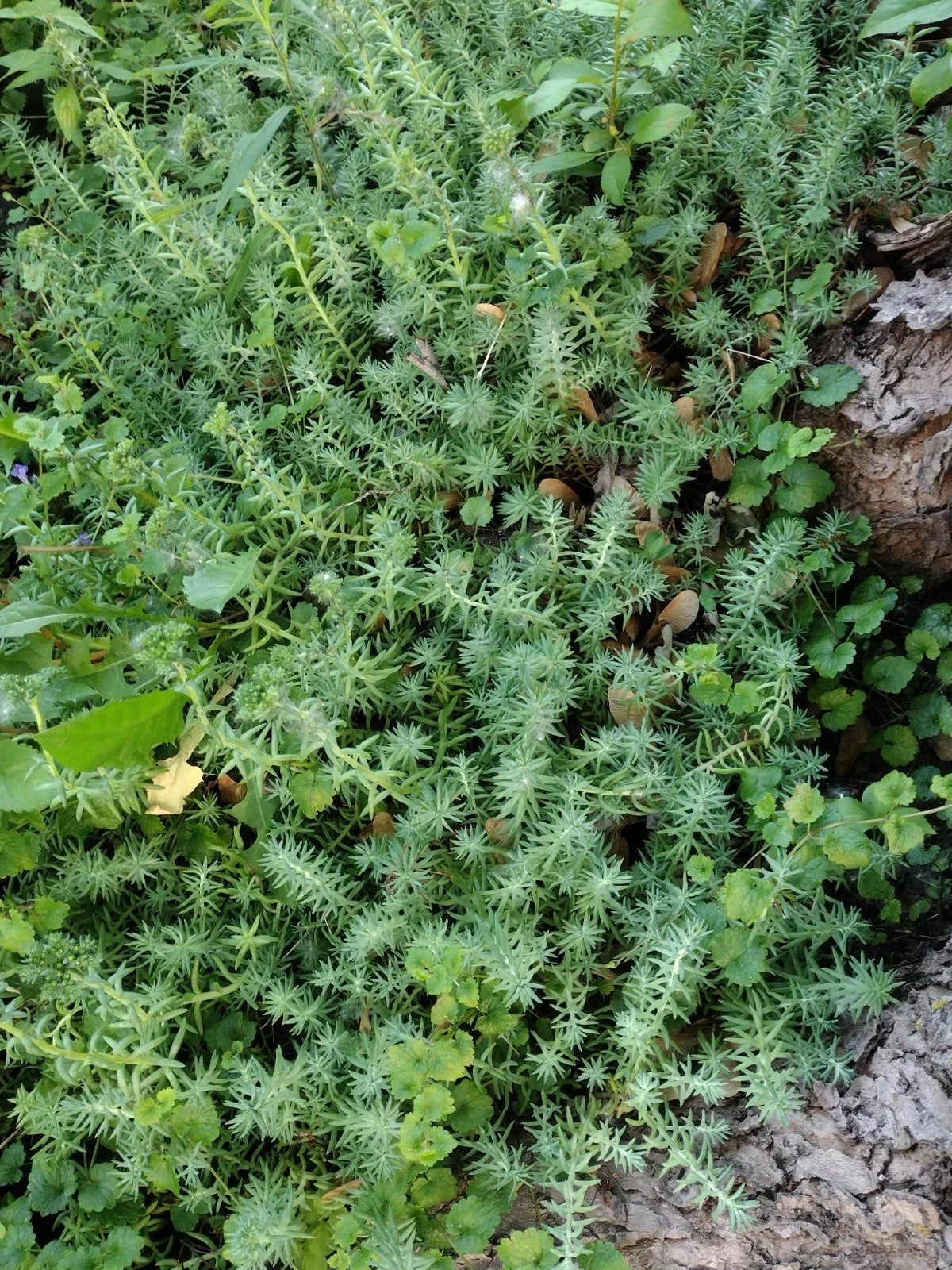 10 Lot Fresh Rooted Sedum & Creeping Jenny Live Plants - Sedum spp. & Lysimachia nummularia - Ideal Ground Cover Plants