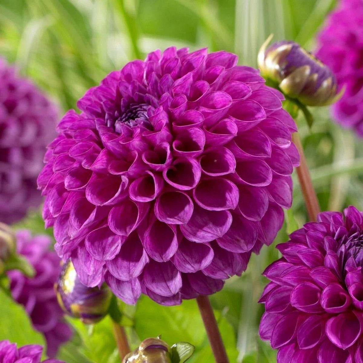 25 Nina Dahlia Seeds - Perennial Flower Seeds for Vibrant Blooms - Dahlia variabilis - Easy to Grow, Attracts Pollinators