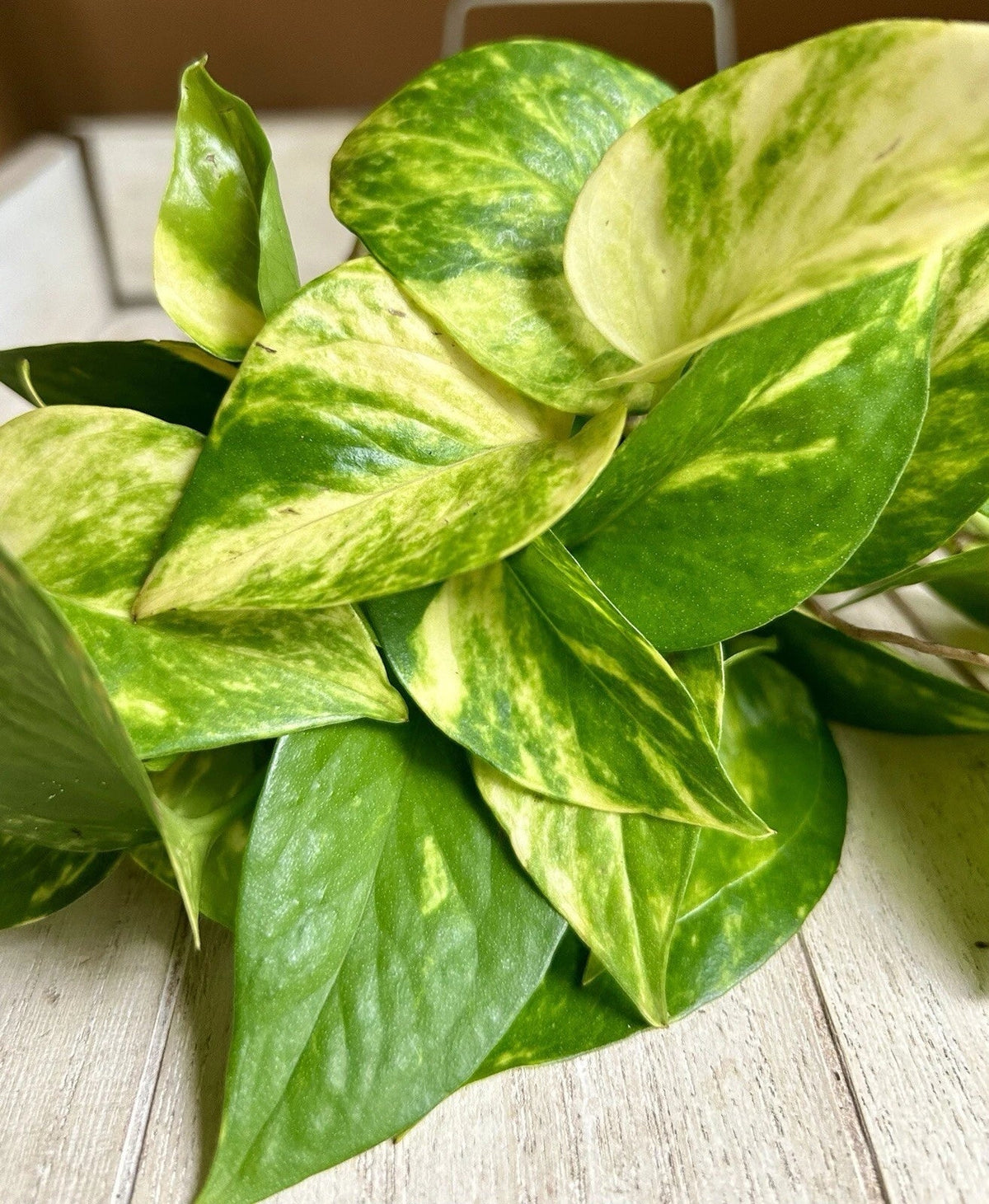 20 Rooted Pothos Cuttings - Easy Care Indoor Plant - Epipremnum aureum - Air-Purifying Houseplant for Home Decor