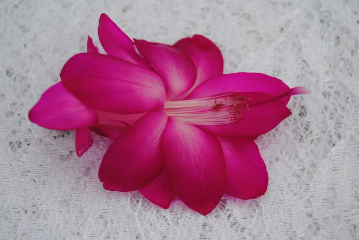 Christmas Cactus Starter Plant - Small Well-Rooted Schlumbergera truncata - Sterling Variety - Indoor Houseplant