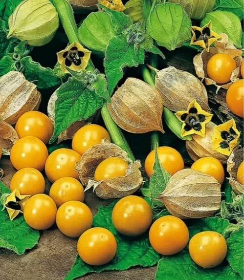 Pineapple Tomatillo Seeds (50 Seeds) - Heirloom Annual, Unique Flavor, Physalis ixocarpa for Home Gardens