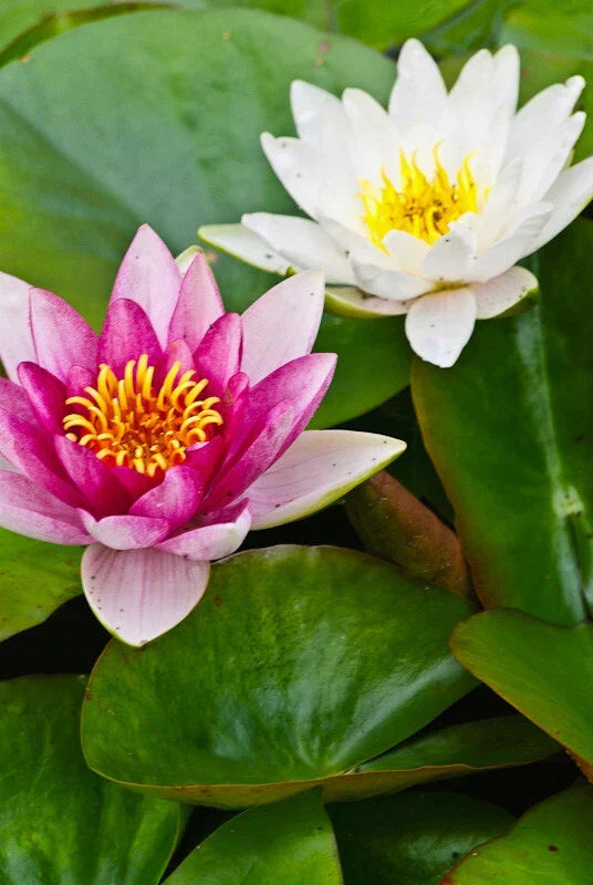 Mini Dwarf Water Lily Lot of 2 - Pink & White - Bare Root Nymphaea spp. for Pond or Garden - Aquatic Perennial Plant