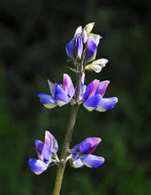 Arroyo Lupine Seeds - 25+ Seeds - Purple Flowers - Lupinus succulentus - Drought-Tolerant Wildflower Garden Seed