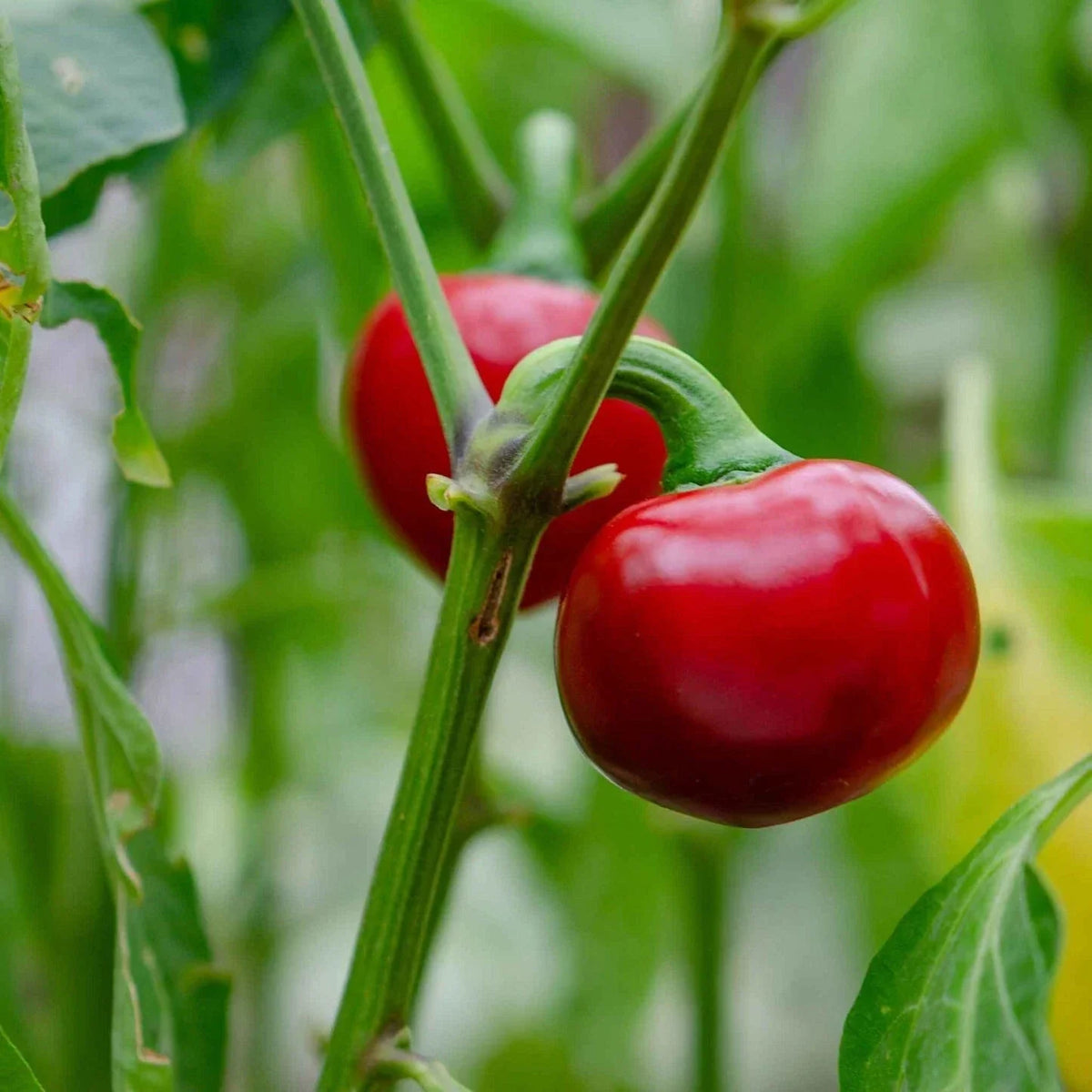 Cherry Pepper Live Plant Set (2) - Capsicum annuum - Easy to Grow Hot Peppers for Garden or Patio
