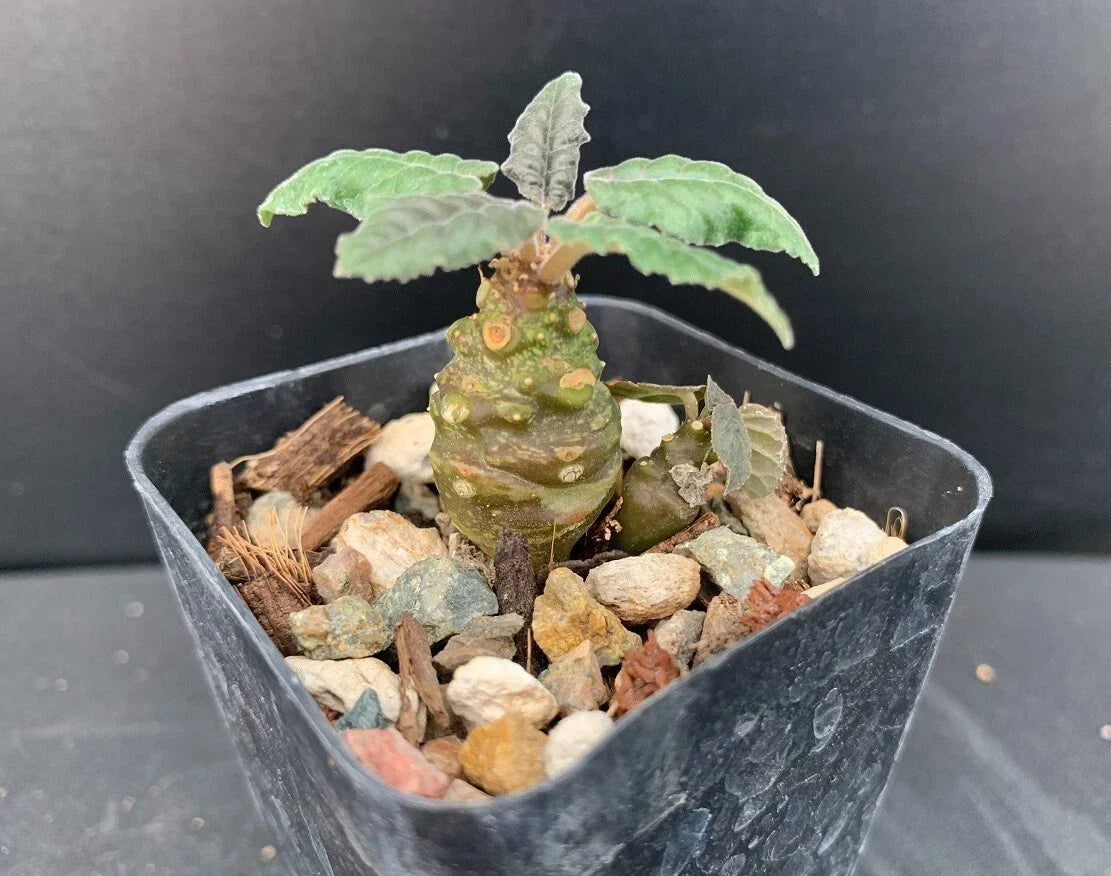 Dorstenia Hybrid Succulent Plant - 2" Pot - Rare Indoor Plant - Well-Rooted - Unique Foliage for Small Spaces - Dorstenia spp.