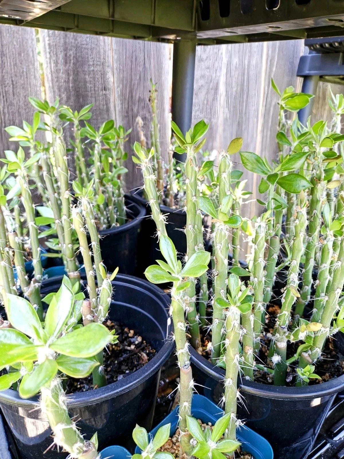 Pereskiopsis spathulata Grafting Stock Cactus - 4" Rooted Plants - Two Pack for Grafting and Planting - Ideal for Cactus Collection