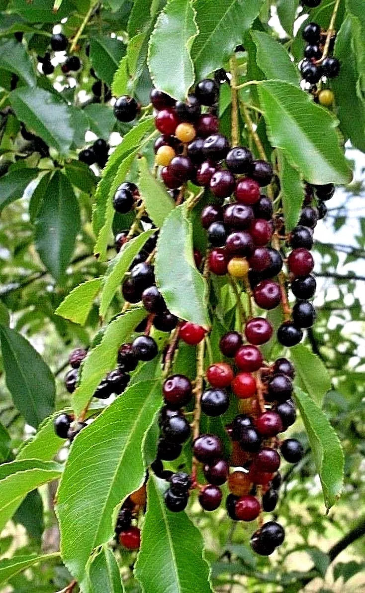 Wild Black Cherry Trees 3-6" Prunus Serotina Live Edible Fruit Bare Root USA - Sweet Tart Flavor for Jams and Desserts