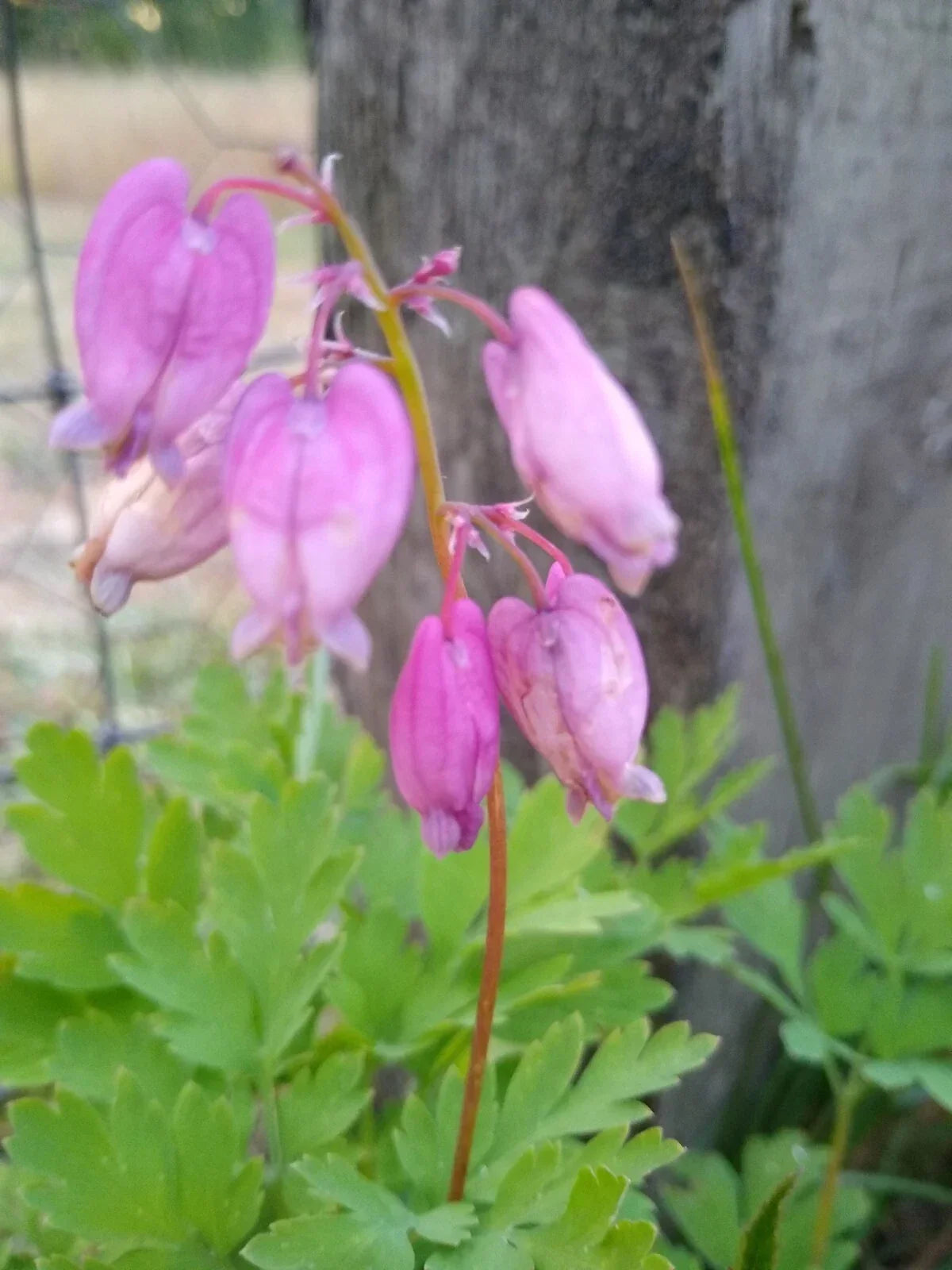 Bleeding Hearts Plants - 5 Bare Root Pink Flowers - Dicentra Spectabilis - Live Wildflower Collection for Gardens