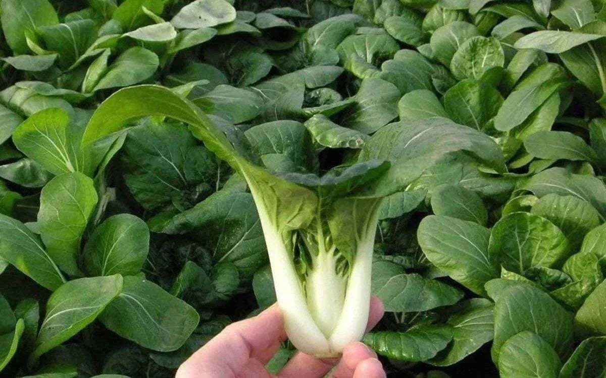 Pak Choi Seeds - 1000+ Heirloom Dwarf White Stem Cabbage - Non-GMO Organic - Brassica rapa subsp. chinensis