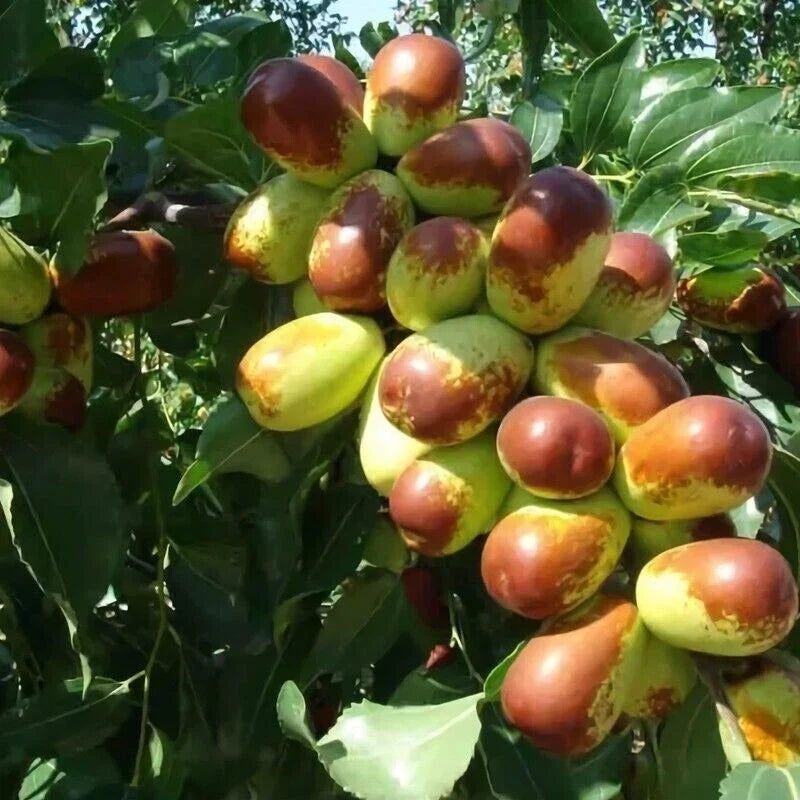 Jujube Cuttings 10+ pcs Sherwood Variety Chinese Red Date Ziziphus jujuba - Perfect for Home Gardening & Orchards