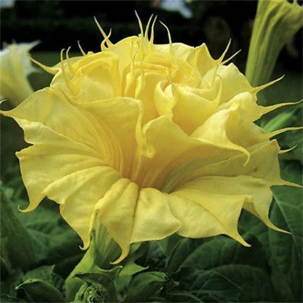 Golden Queen Angel Trumpet Seeds - 10 Premium Brugmansia suaveolens - Bright Yellow Fragrant Flowers - USA Grown