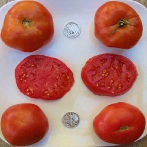 Brandywine Red Beefsteak Tomato Seeds - 25 Fresh Seeds - Solanum lycopersicum - Heirloom Variety for Home Gardening