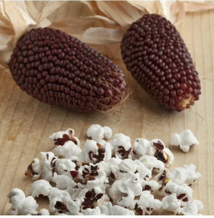Red Strawberry Popcorn Seeds - 20+ Rare Ruby Kernels - Zea mays - Unique Maize for Garden - Non-GMO Heirloom Variety