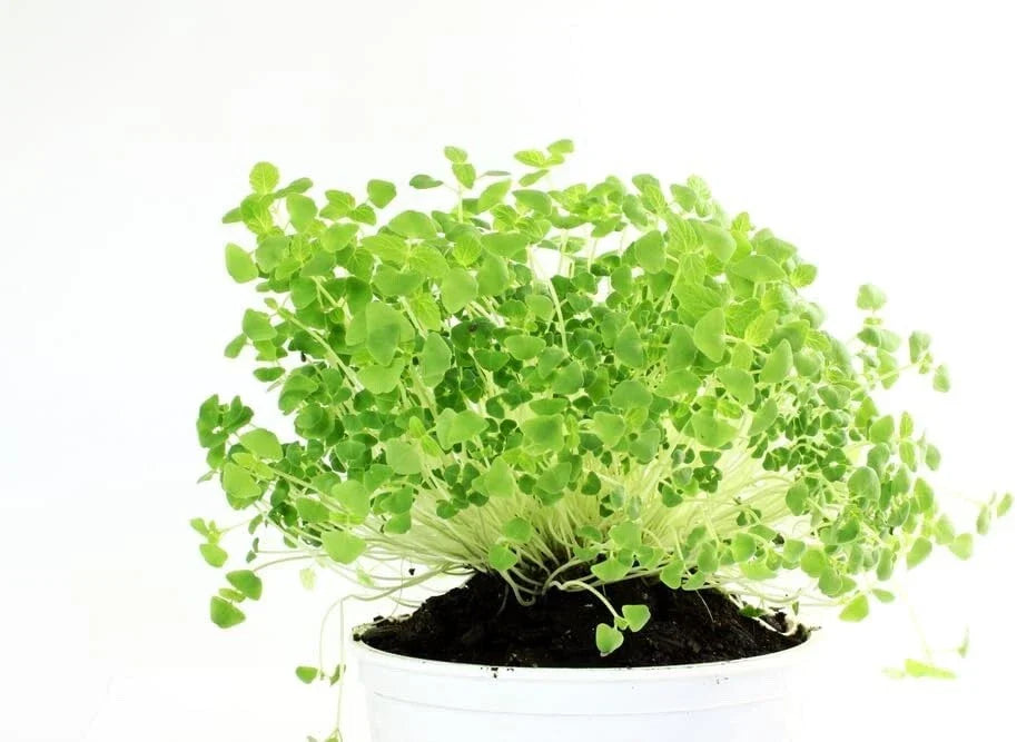 Chia Seeds for Planting - Microgreens Variety - Organic Non-GMO Superfood - Salvia hispanica - 100 Seeds Packet