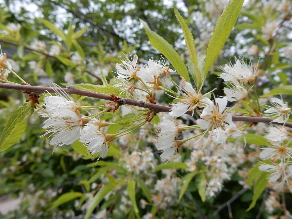 Bitter Cherry Seeds 20 Count, Prunus emarginata, Edible Fruit, Native Plant for Gardening and Landscaping
