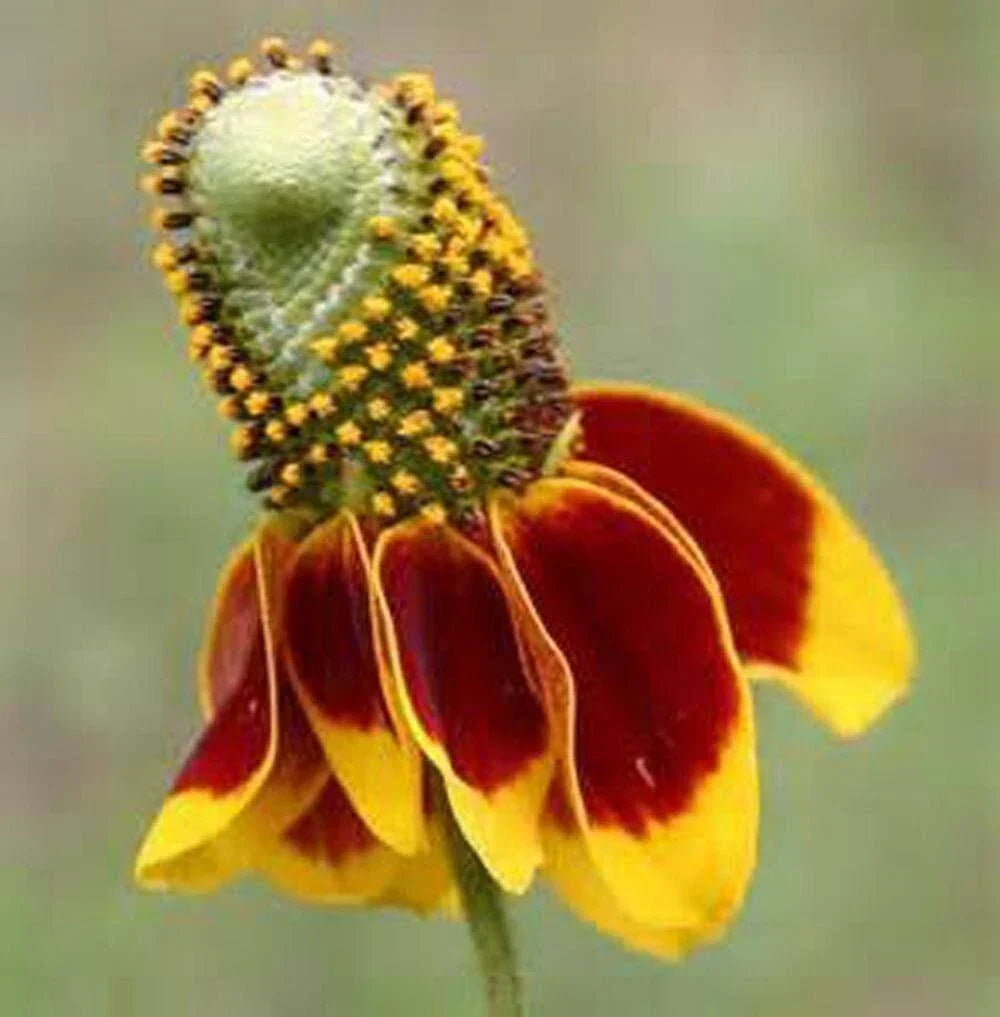 Mexican Hat Coneflower Seeds - 500+ Rare Prairie Flower Seeds - Ratibida columnifera - Attracts Pollinators, Easy to Grow