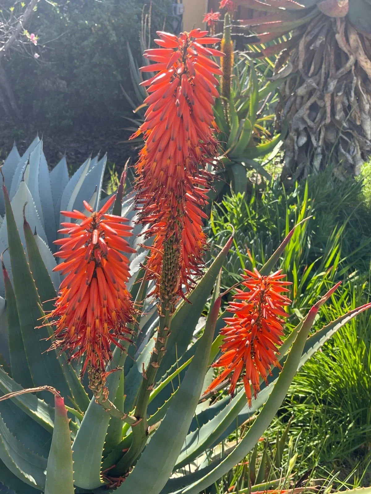 Aloe x Principis RAW Cuttings - Low Maintenance Succulent for Indoor/Outdoor Garden - Ideal for 1g Pot