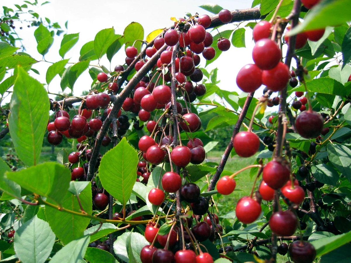 Sweet Cherry Seeds - 5 Pack - Prolific Yield - Sweet Flavor - Prunus avium - Non-GMO for Organic Gardening