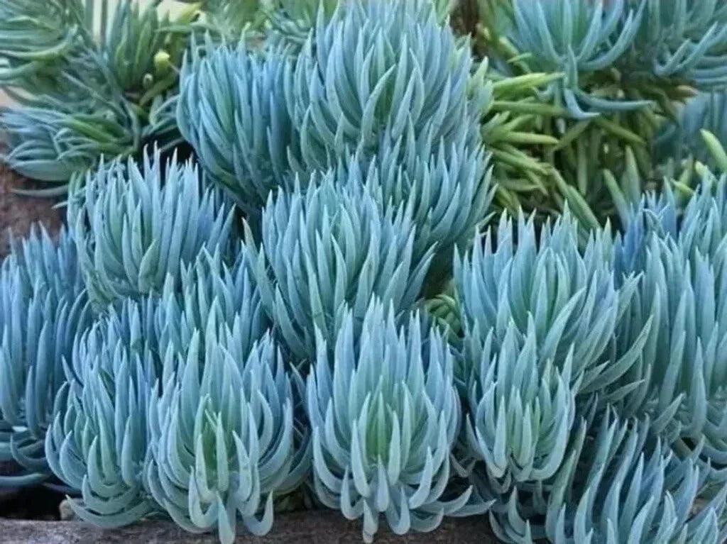 Succulent Cuttings - 6 Blue Chalk Sticks - Senecio Mandraliscae - Easy Propagation - Vibrant Blue-Green Color