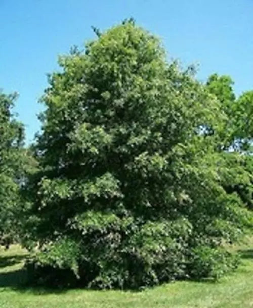 Pin Oak Tree Seeds - 50 Count - Quercus palustris - Fast-Growing Shade Tree Seeds for Planting, Native Hardwood
