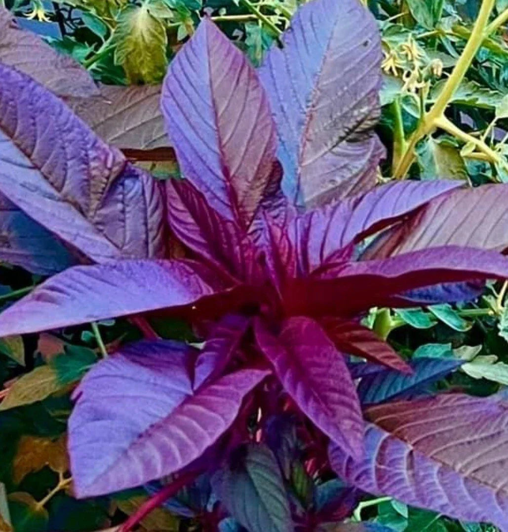 Garnet Amaranth Microgreens Seeds 500+ Count, Amaranthus Tricolor, Non-GMO Vegetable Garden Seeds for Healthy Sprouts