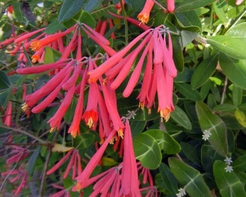 Native Coral Honeysuckle Live Starter Plant, 4-Inch Pot, Lonicera sempervirens 'Honey Coral', Pollinator Friendly, Bright Flowers