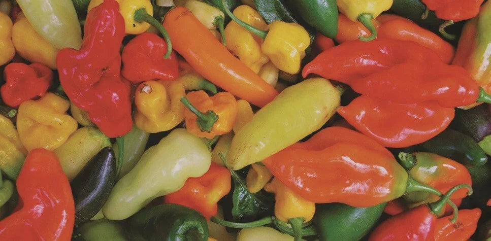 Hot Pepper Seeds Mix - 100 Seeds Variety Pack - Habanero, Jalapeño, Serrano, Anaheim, Cayenne - Capsicum Annuum